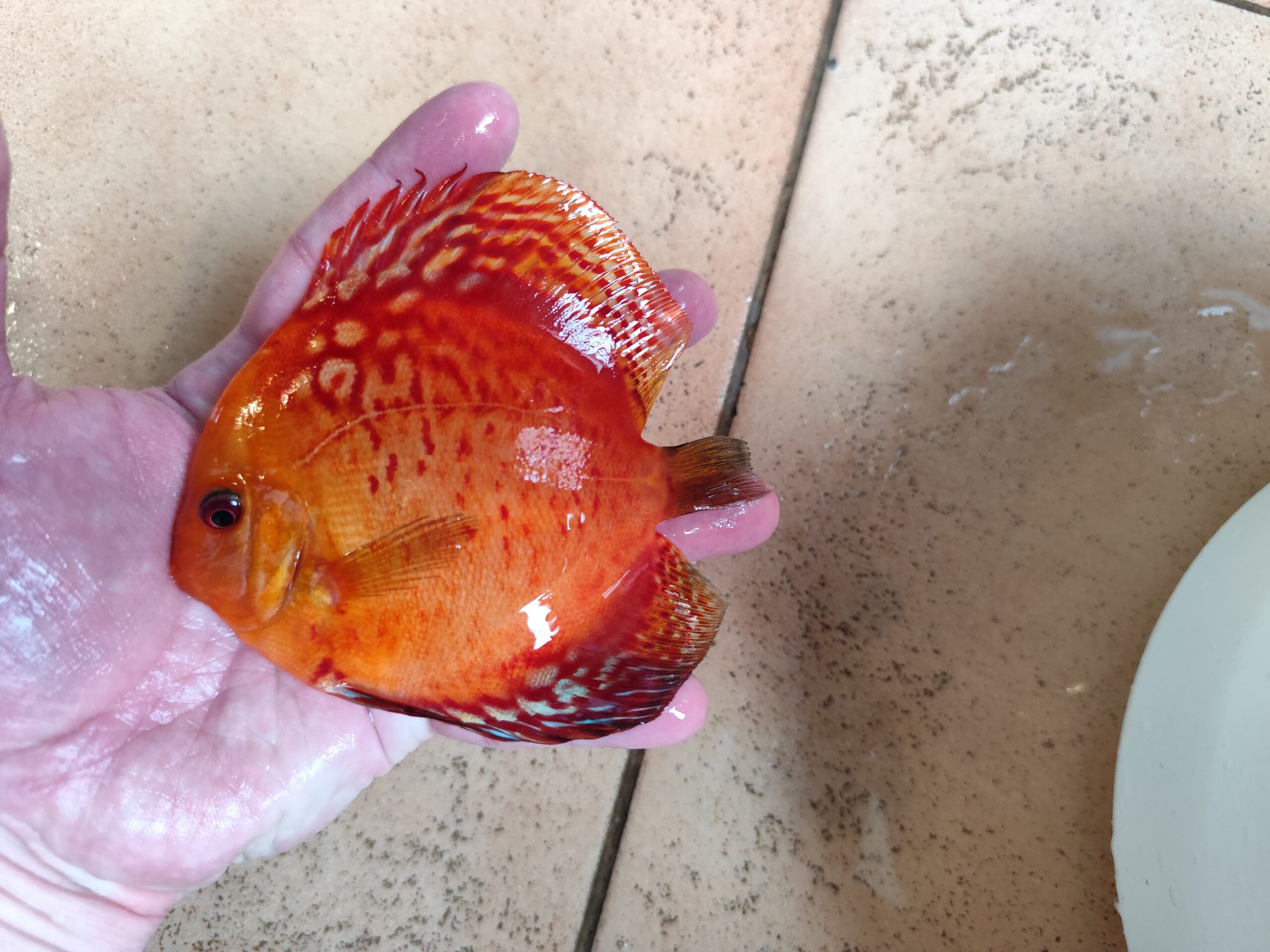 Paletka Red Leopard - obrazek 7