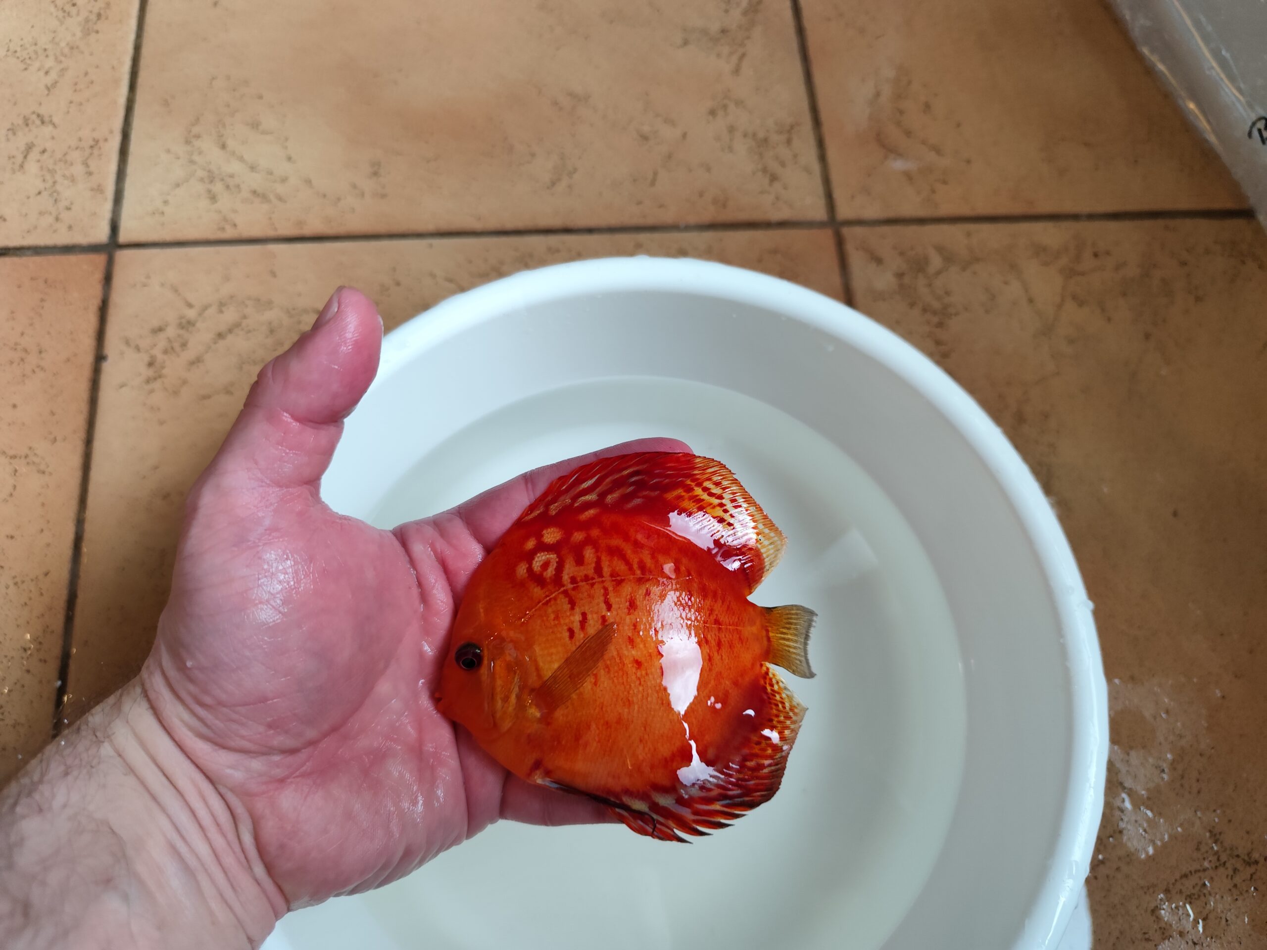 Paletka Red Leopard - obrazek 8