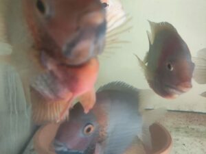 Pielęgnica severum Rotkeil