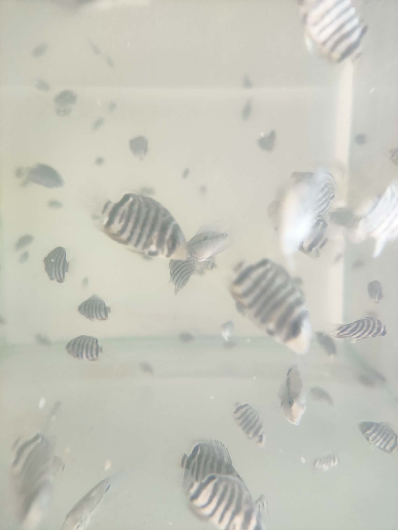 Pielęgnica severum Rotkeil - obrazek 2