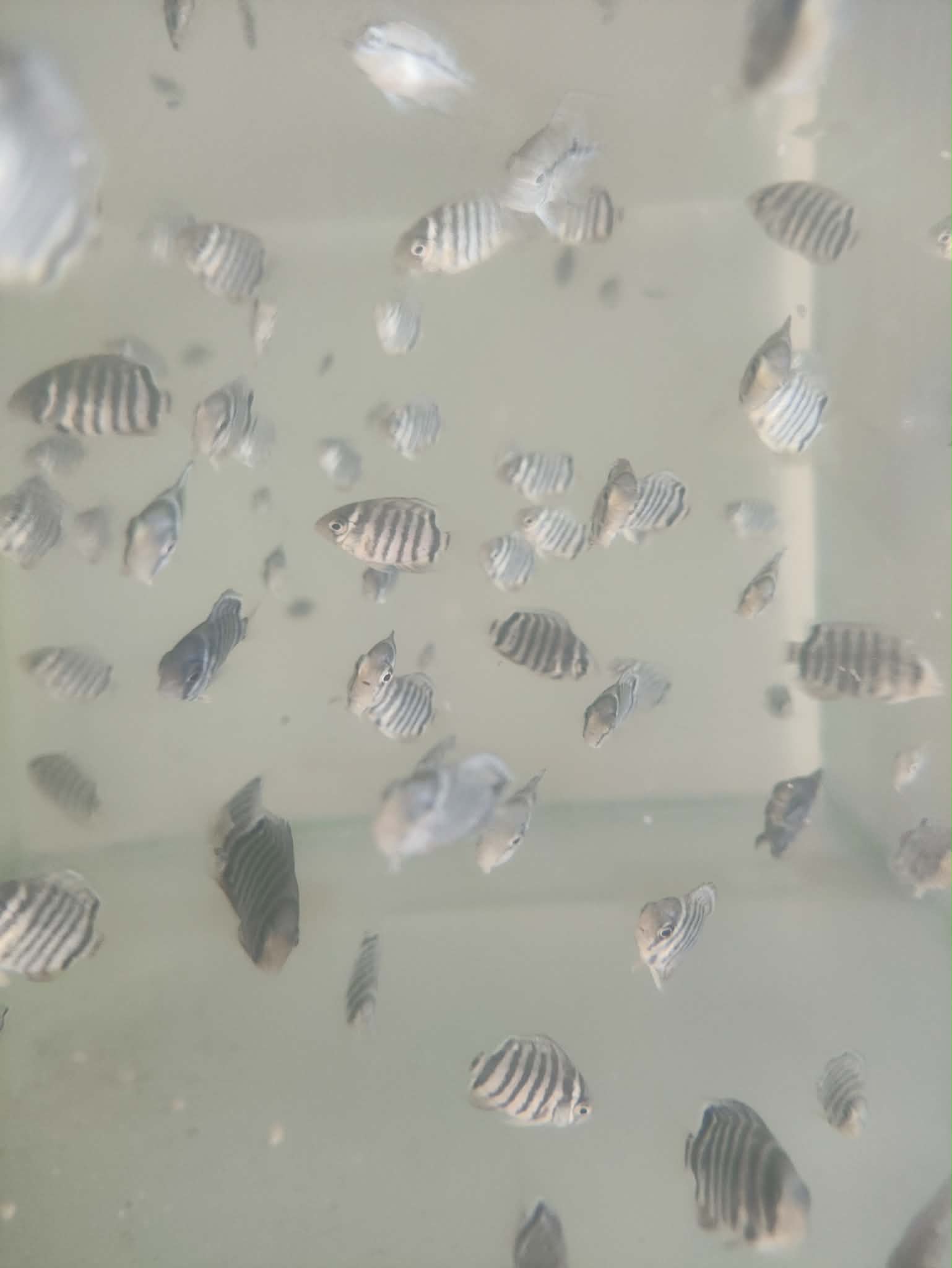 Pielęgnica severum Rotkeil - obrazek 3