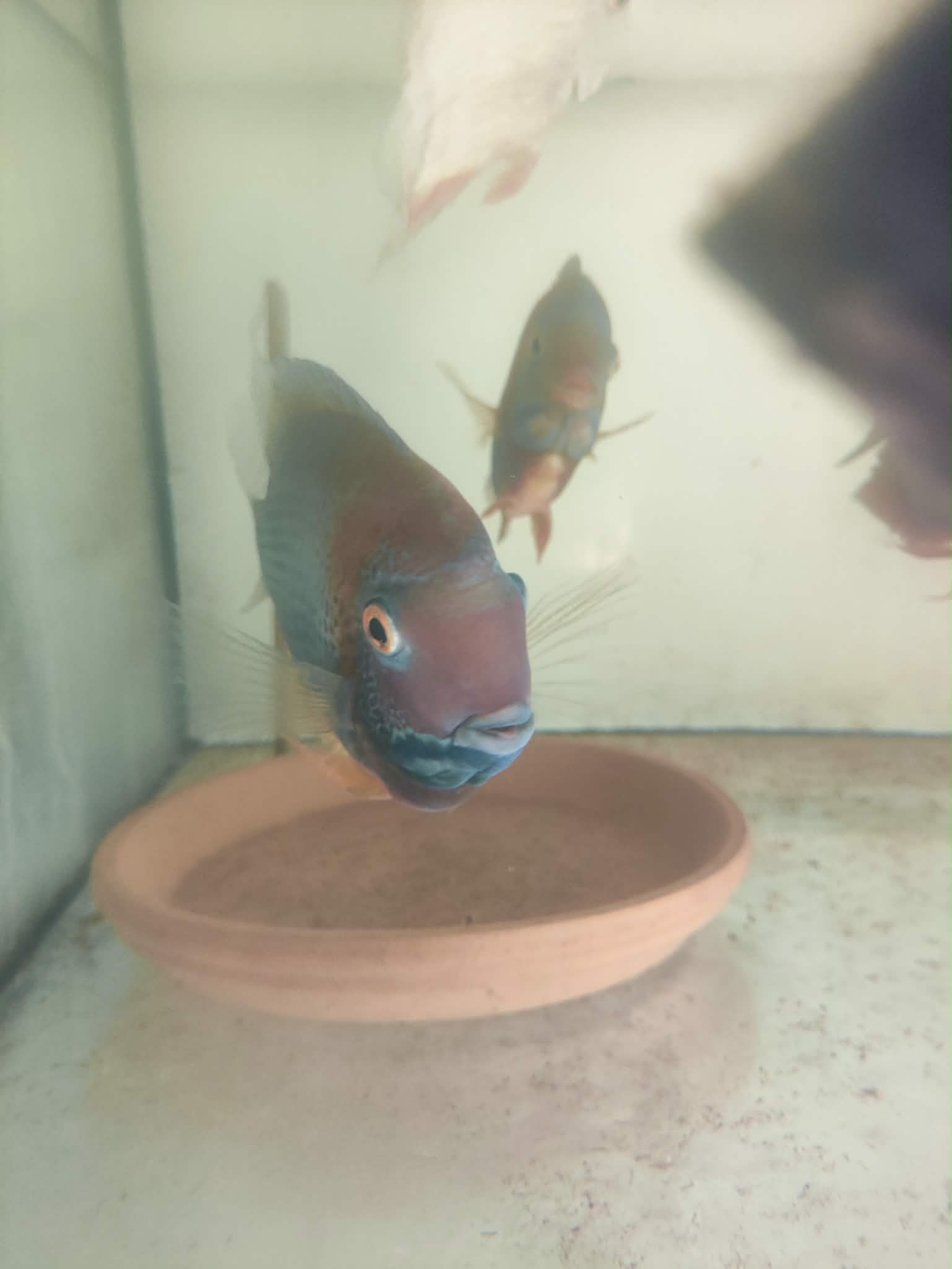 Pielęgnica severum Rotkeil - obrazek 4