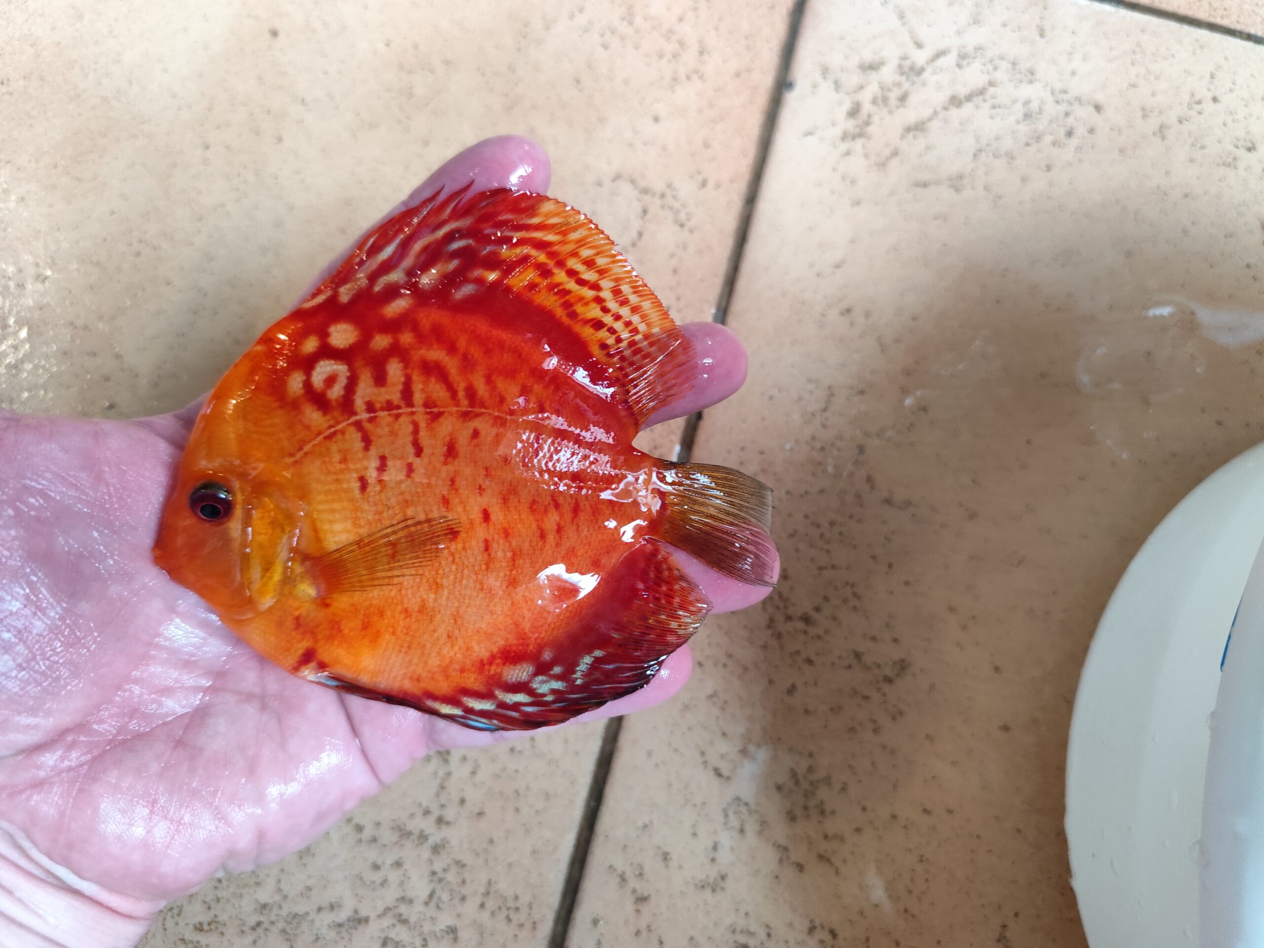 Paletka Red Leopard - obrazek 6